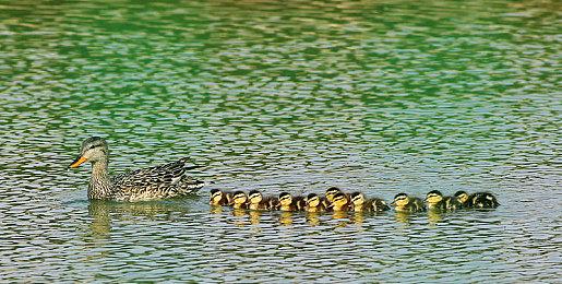 SE取消了《正当防卫》手游 抢先体验版已下架